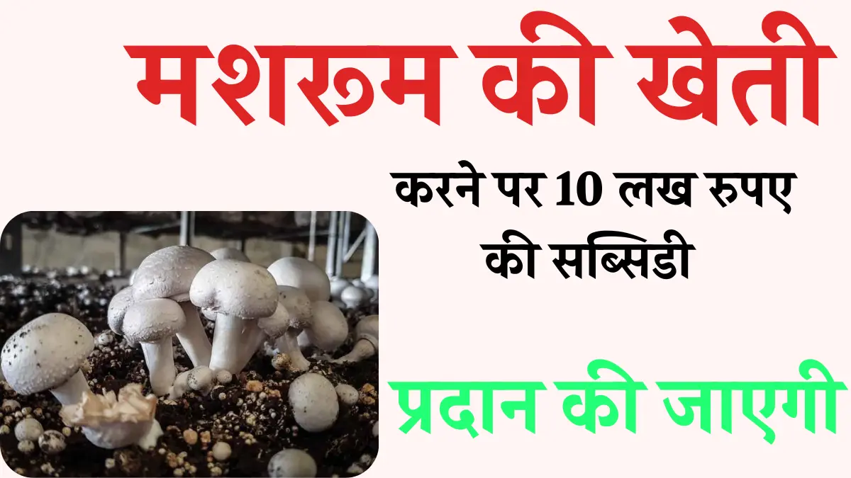 Mushroom Farming Subsidy Yojana